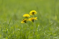 Dandelion Flower on the Green...