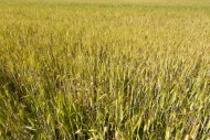 Wheat Field in a Sunny Day in...