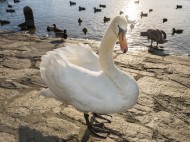 Cute Swan on the Waterfront w...