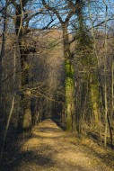 Path in the Forest with Bare ...