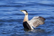 Common eider duck (Somateria ...