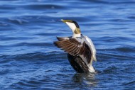 Common eider duck (Somateria ...