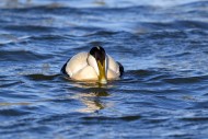 Common eider duck (Somateria ...