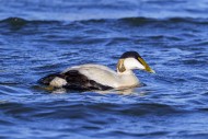 Common eider duck (Somateria ...