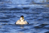 Common eider duck (Somateria ...
