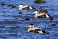 Crche of common eider ducks ...