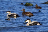 Crche of common eider ducks ...
