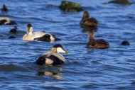 Crche of common eider ducks ...