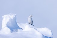 Snow bunting (Plectrophenax n...