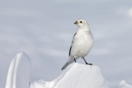 Snow bunting (Plectrophenax n...