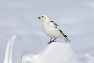 Snow bunting (Plectrophenax n...