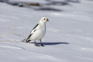 Snow bunting (Plectrophenax n...