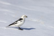 Snow bunting (Plectrophenax n...