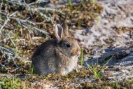 European rabbit; common rabbi...