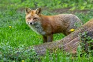 Red fox (Vulpes vulpes) hunti...