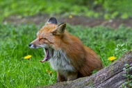 Sleepy red fox (Vulpes vulpes...