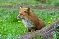 Red fox (Vulpes vulpes) hunti...