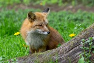 Red fox (Vulpes vulpes) looki...