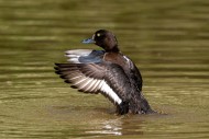 Tufted duck / tufted pochard ...