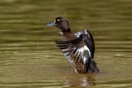 Tufted duck / tufted pochard ...