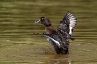 Tufted duck / tufted pochard ...
