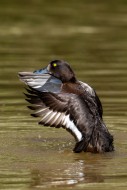 Tufted duck / tufted pochard ...