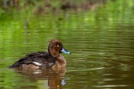 Tufted duck / tufted pochard ...