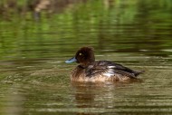 Tufted duck / tufted pochard ...