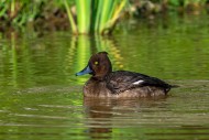 Tufted duck / tufted pochard ...