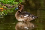 Tufted duck / tufted pochard ...