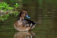 Tufted duck / tufted pochard ...