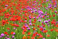 Field with poppies, red poppy...