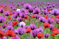 Field with poppies, red poppy...
