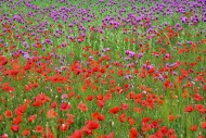 Field with poppies, red poppy...