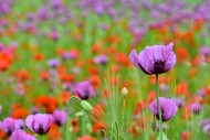 Field with poppies, red poppy...