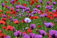 Field with poppies, red poppy...