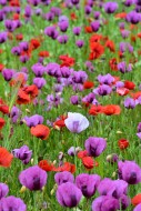 Field with poppies, red poppy...