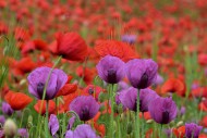 Field with poppies, red poppy...