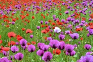 Field with poppies, red poppy...