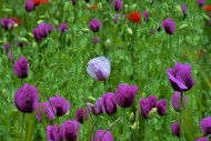 Field with poppies, red poppy...