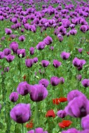 Field with poppies, red poppy...