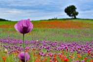 Field with poppies, red poppy...
