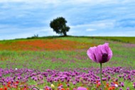 Field with poppies, red poppy...
