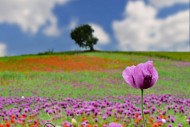 Field with poppies, red poppy...