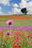 Field with poppies, red poppy...