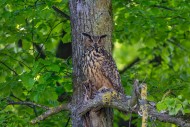 Eurasian eagle-owl / European...
