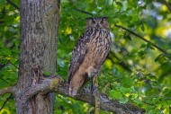 Eurasian eagle-owl / European...