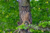 Eurasian eagle-owl / European...