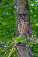 Eurasian eagle-owl / European...