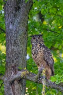 Eurasian eagle-owl / European...